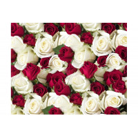 Упаковочная Бумага (5 листов) "Бело-бордовые розы" (70*100 см)